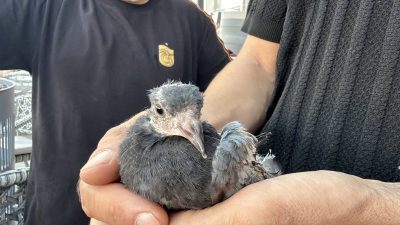 Düzce’de bir iş yerinin bahçesinde yaralı halde bulunan yavru kuş,