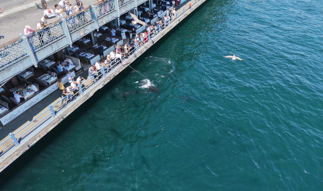 İstanbul Boğazı’nda uzun süredir nadir görülen dev orkinoslar, Eminönü sahilinde