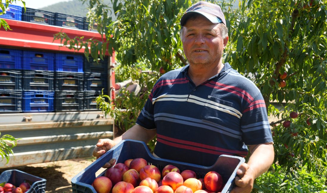 Bilecik’te şeftali ve nektarin hasadı devam ederken, üreticiler bu yıl