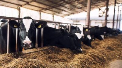 Ticari süt işletmeleri tarafından Haziran 2026'da 995 bin 463 ton