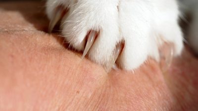 Kedi ve köpek ısırığı ile tırmalamalarının küçük görünse bile enfeksiyon,