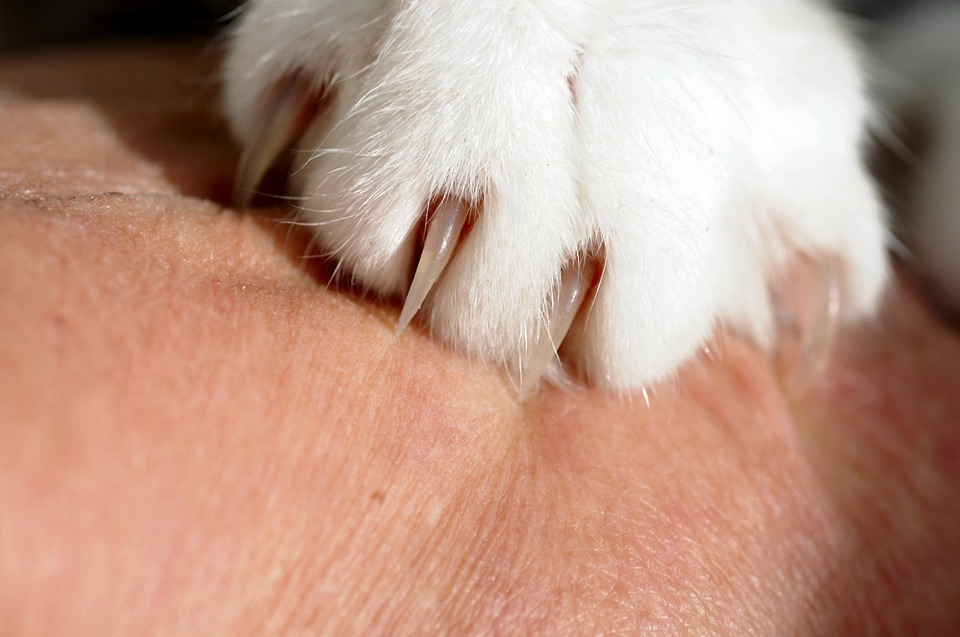 Kedi ve köpek ısırığı ile tırmalamalarının küçük görünse bile enfeksiyon,